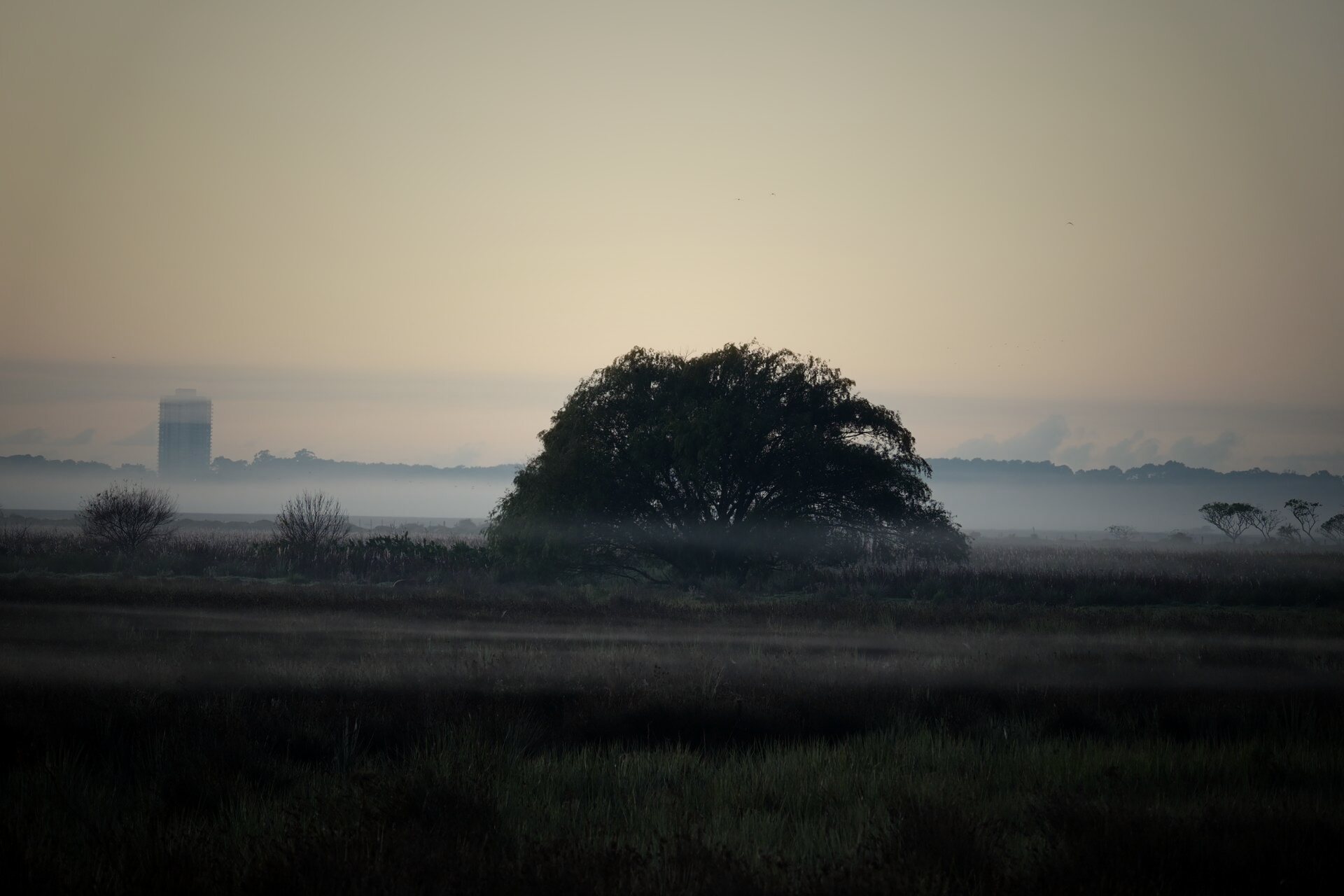 A lone tree in a misty field at dawn